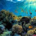 La gran barrera de coral
