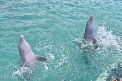 Delfines